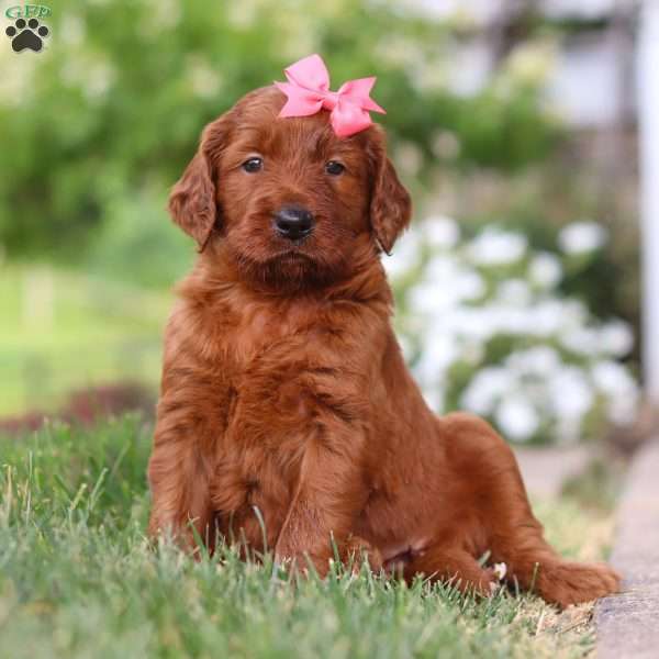 Diamond, Goldendoodle Puppy